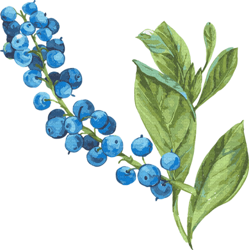 blueberry Bb2 - ilmainen png