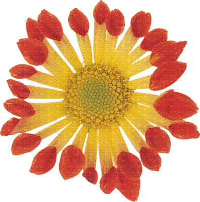 Kaz_Creations Deco Flowers Flower Yellow - 免费PNG