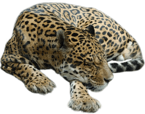 leopardo - 免费PNG