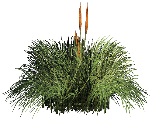 Reeds - Безплатен анимиран GIF