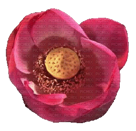 Lotos Flower - GIF animé gratuit