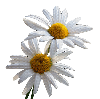fleur - Безплатен анимиран GIF