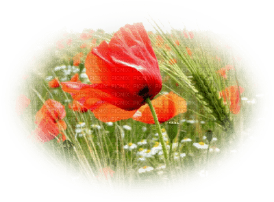 Coquelicots - png grátis