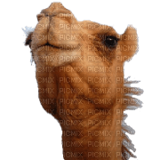 camel bp - png ฟรี