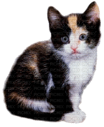 chaton - GIF animado gratis