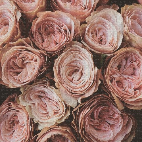 Cabbage Roses - zdarma png