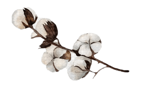 cotton blossom Bb2 - gratis png