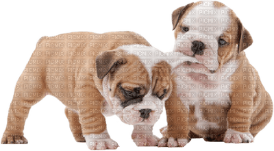 Kaz_Creations Dog Pup Dogs 🐶 - zadarmo png