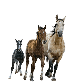 horse with foal bp - 無料png