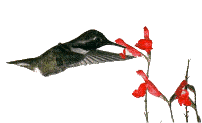 MMarcia gif beija flor bird - Free animated GIF