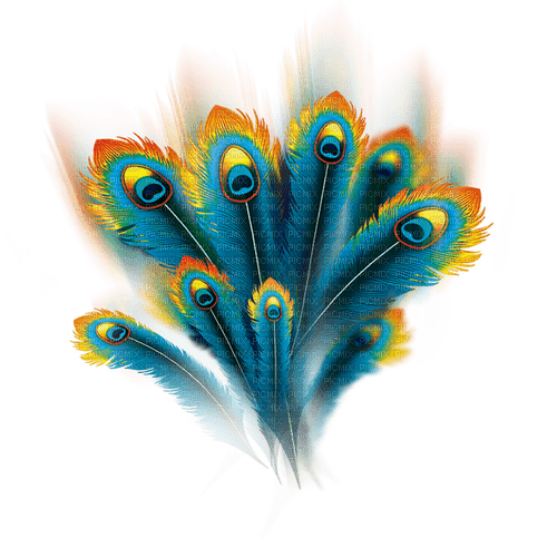 Peacock Feather - zdarma png