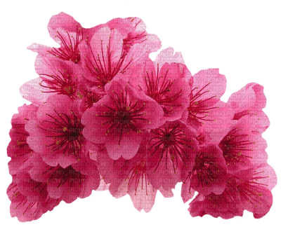 minou-Pink-rosa-Flowers-flower-blomma-blommor-fiori - PNG gratuit