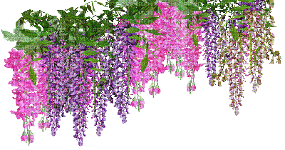flowers purple bp - Gratis geanimeerde GIF