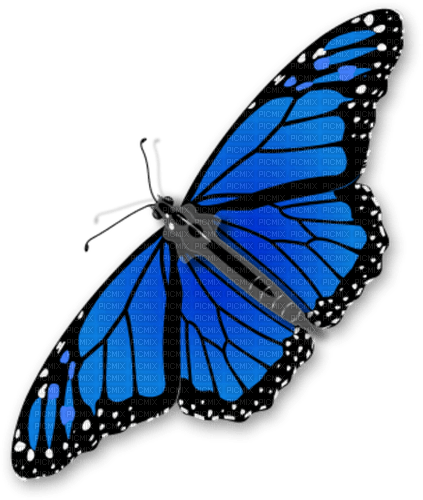 butterfly Bb2 - δωρεάν png