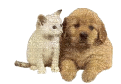dog and cat - Δωρεάν κινούμενο GIF
