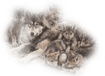 Tube Animaux Loup - png grátis