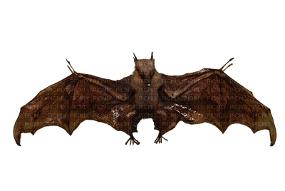 lepakko, bat - Free PNG