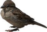 Kaz_Creations Birds Bird - Бесплатный анимированный гифка