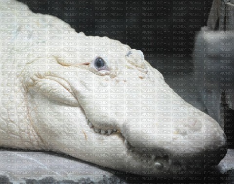 Alligator - zadarmo png