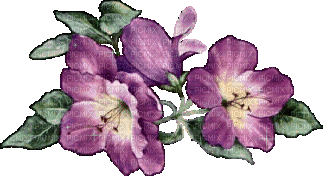 fleurs violettes - GIF เคลื่อนไหวฟรี