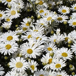 fleurs HD - Бесплатный анимированный гифка