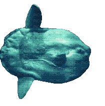 beautiful fat mola - 無料のアニメーション GIF