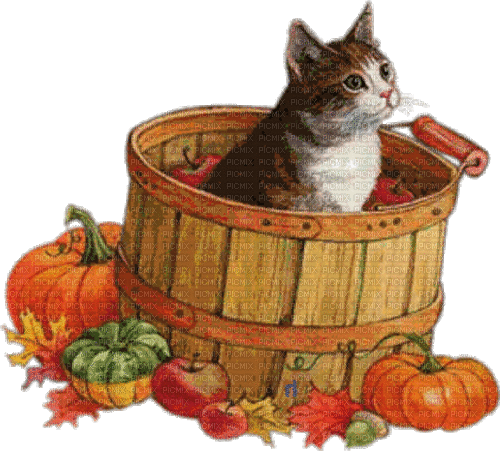 autumn cat pumpkin - GIF animado gratis
