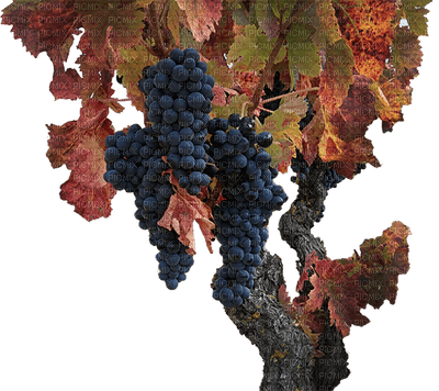grapes bp - png grátis