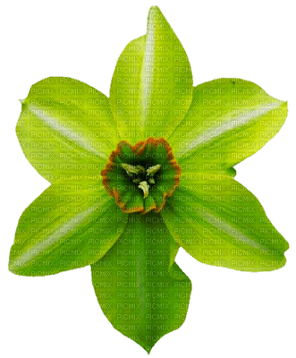 Flowers green bp - nemokama png