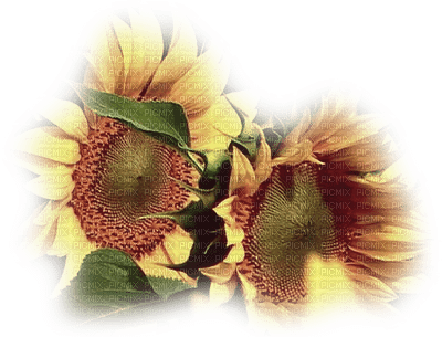 sunflowers bp - ilmainen png