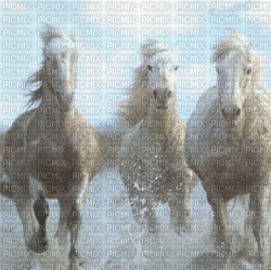 caballo by EstrellaCristal - Gratis animeret GIF