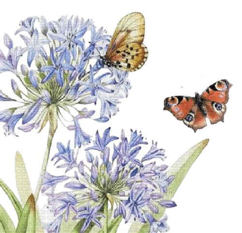 loly33 fleur papillon aquarelle - 免费PNG