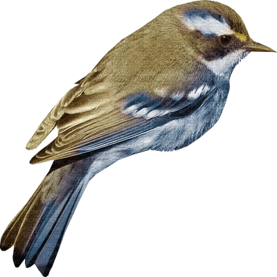 birds katrin - безплатен png