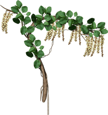 Dekor roślinny - png grátis