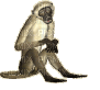 Monkey - Nemokamas animacinis gif