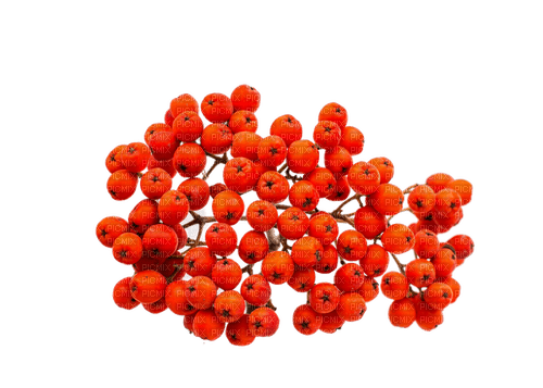 kikkapink tropical flowers red - darmowe png