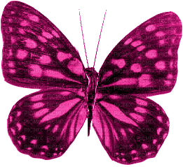 butterfly papillon schmetterling - Zdarma animovaný GIF