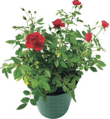 Kaz_Creations Flowers Plant Deco Vase - png gratuito