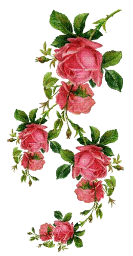 roses vintage - Бесплатный анимированный гифка