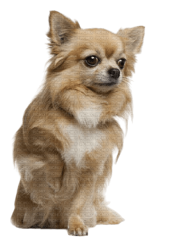 Chihuahua - ingyenes png