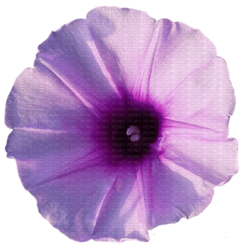 morning glory - Free PNG