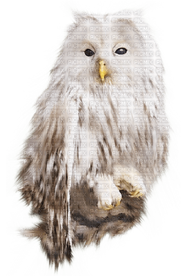 Kaz_Creations Birds Bird Owl - ingyenes png