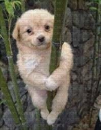 puppy clinging to bamboo - PNG gratuit