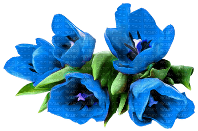 цветы - безплатен png