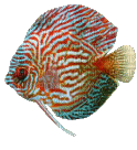 DISCUS ANIMATED FISH - 無料のアニメーション GIF