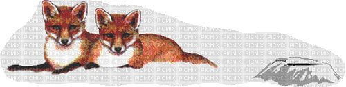 foxes - GIF animé gratuit