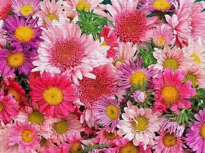 image encre color fleurs edited by me - Free PNG