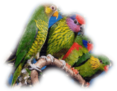 patymirabelle perroquets - png gratuito