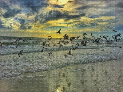 Birds-ocean - gratis png