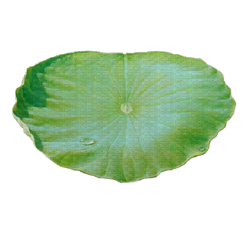 Lotus leaf - zadarmo png